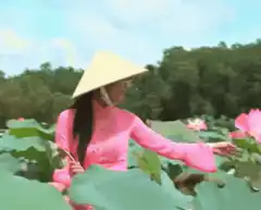 Woman in pink ao dai picking lotus
