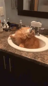 Fluffy orange cat in bathroom sink