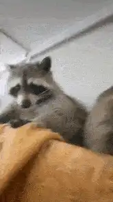 Raccoon sniffs camera