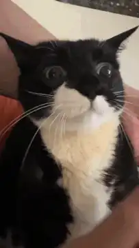 Cat eats treat and shows teeth