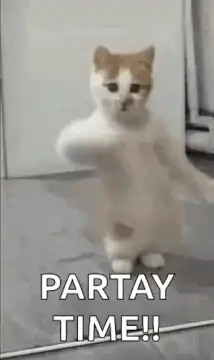 Dancing cat partay time
