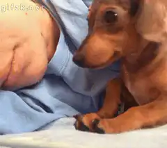 Cute dachshund puppy cuddles with sleeping owner