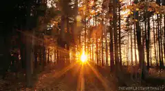 Sunset through autumn forest trees