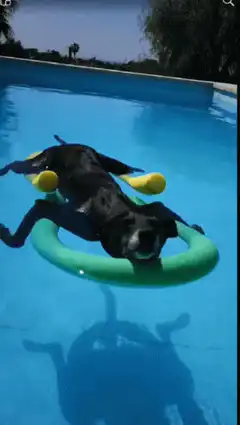dog floating in pool with floatie