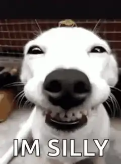 Smiling dog with text IM SILLY