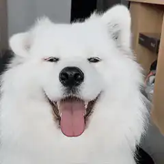 Happy white fluffy dog panting