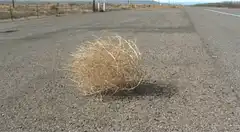 tumbleweed on road