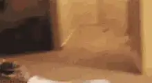 hamster rolling down hallway