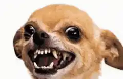 crazy chihuahua face