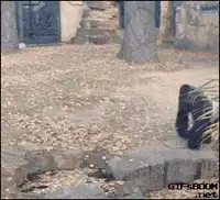 Gorilla dancing on rocks