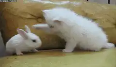 kitten slaps rabbit