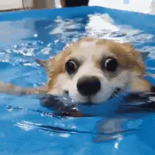 Corgi swimming in pool