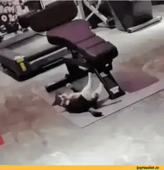 cat doing situps under gym bench