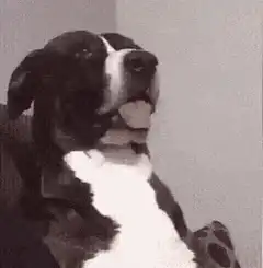 Dog looking around with tongue out