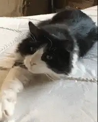 black and white cat stretching on bed