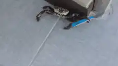 crab holding a knife