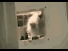 Raccoon stuck in wall vent