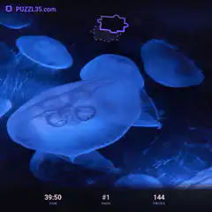 Jellyfish jigsaw puzzle game
