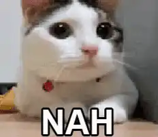 Cat saying nah