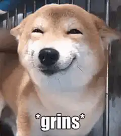 Shiba Inu Dog Grinning