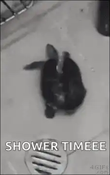 Turtle in the shower