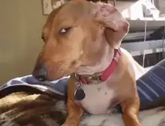 Dog with a weird eye twitch