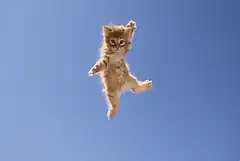 kitten falling into cleavage