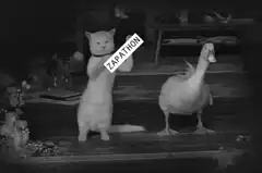 cat holding zapathon sign next to duck