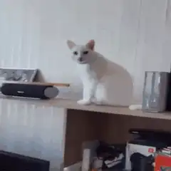 White cat gives a thumbs up