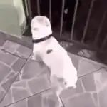 Bulldog sitting on tiled floor