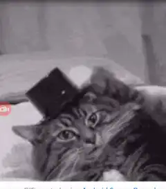 Cat puts on top hat
