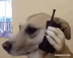 dog holding phone to ear