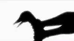 Silhouette bird screaming on red background