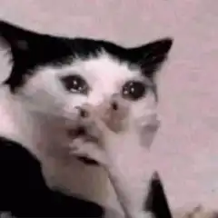 Crying black and white cat