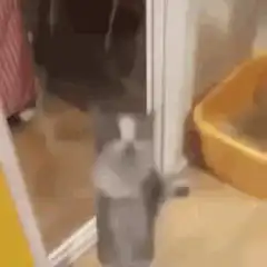 kitten standing on hind legs