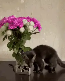 kitten knocks over flowers