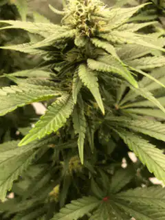 Cannabis plants growing in indoor setup
