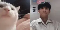 Cat and man reaction meme