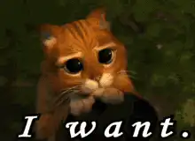 Sad orange cat I want