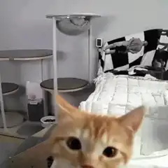 Cat reaches for camera and shatters screen