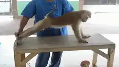 monkey stretching on table