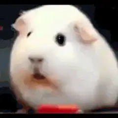 White guinea pig eating carrot