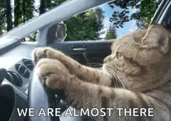 Cat driving car almost there