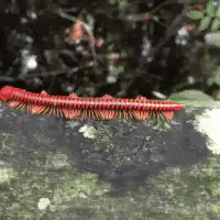 Red millipede crawling on mossy rock