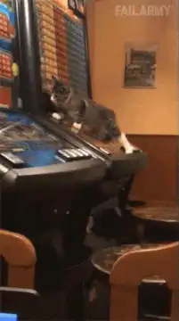 cat playing slot machine