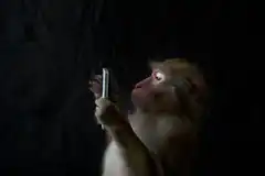 monkey taking selfie with phone