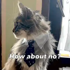 Cat in tie says how about no