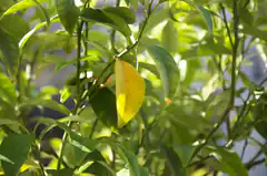 Yellow leaf on green plant