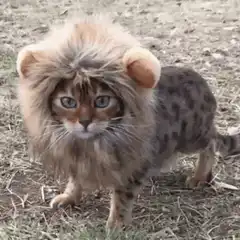 Cat in lion costume runs away