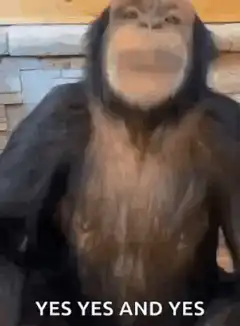 Chimpanzee nodding yes yes and yes